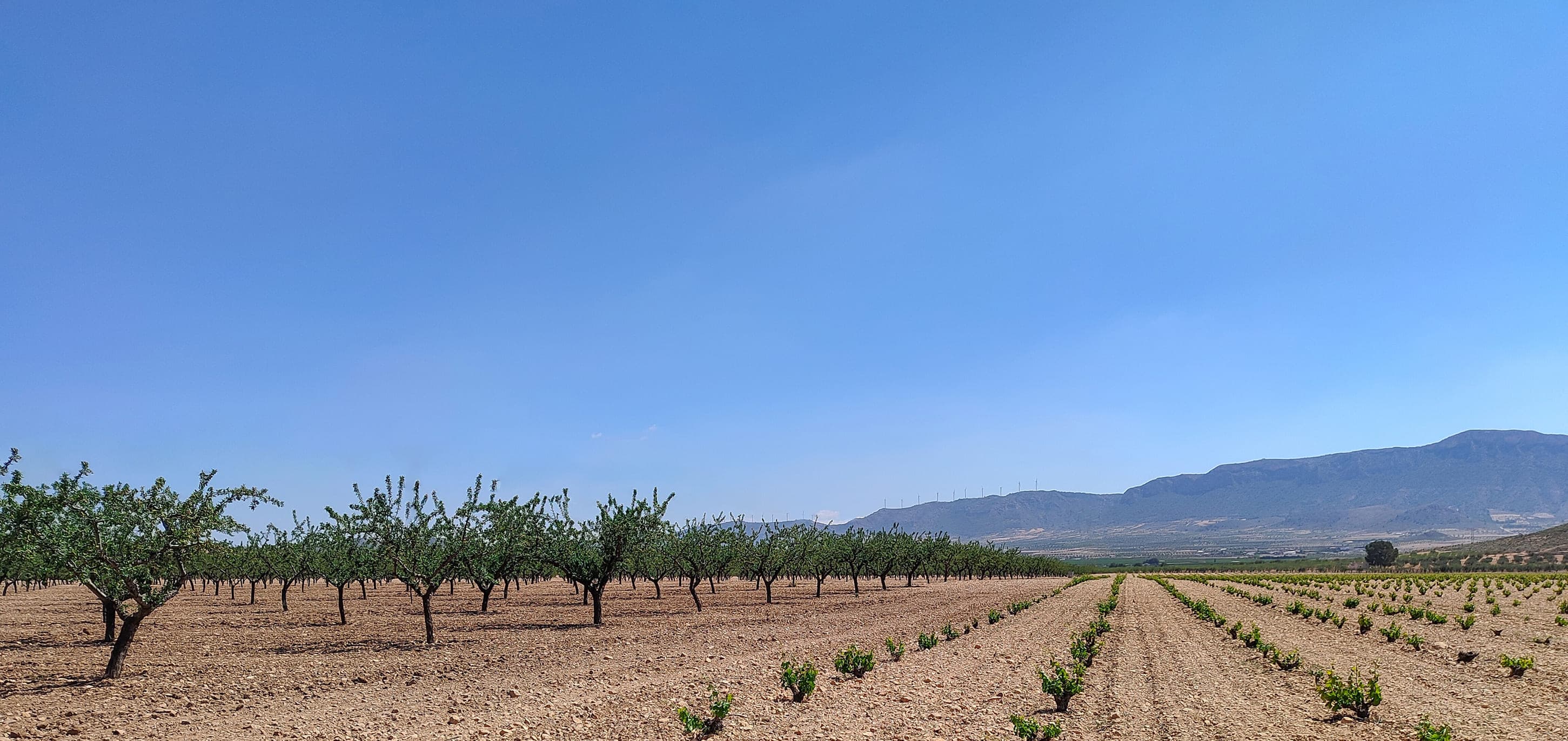 Un campo sereno de árboles bajo un cielo azul despejado, que muestra la belleza y la tranquilidad de la naturaleza.